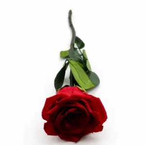 Szálas örökrózsa díszcsomagolásban